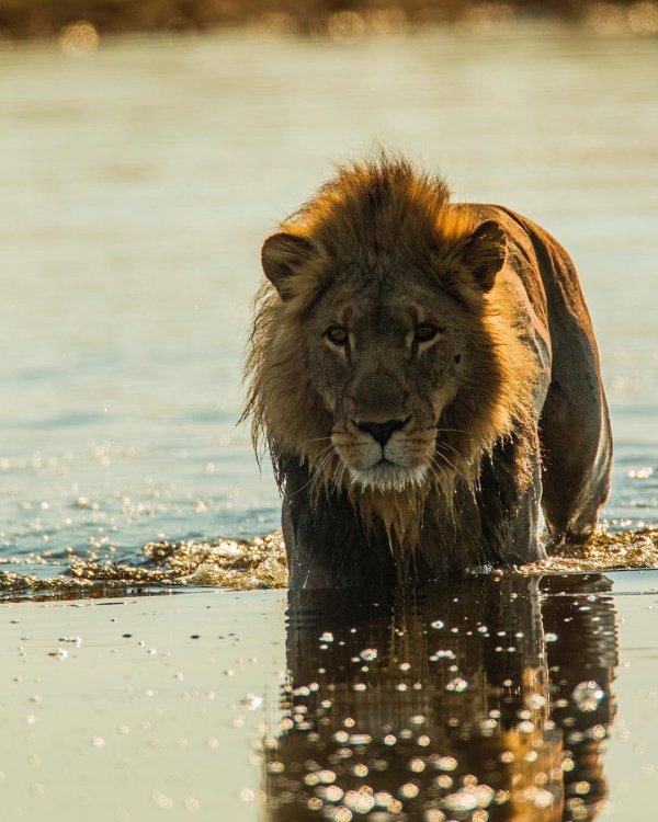 лев фотографии