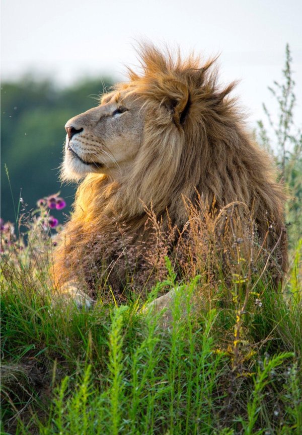 красивые львы