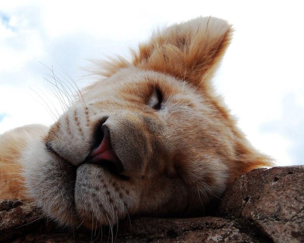 красивые животные