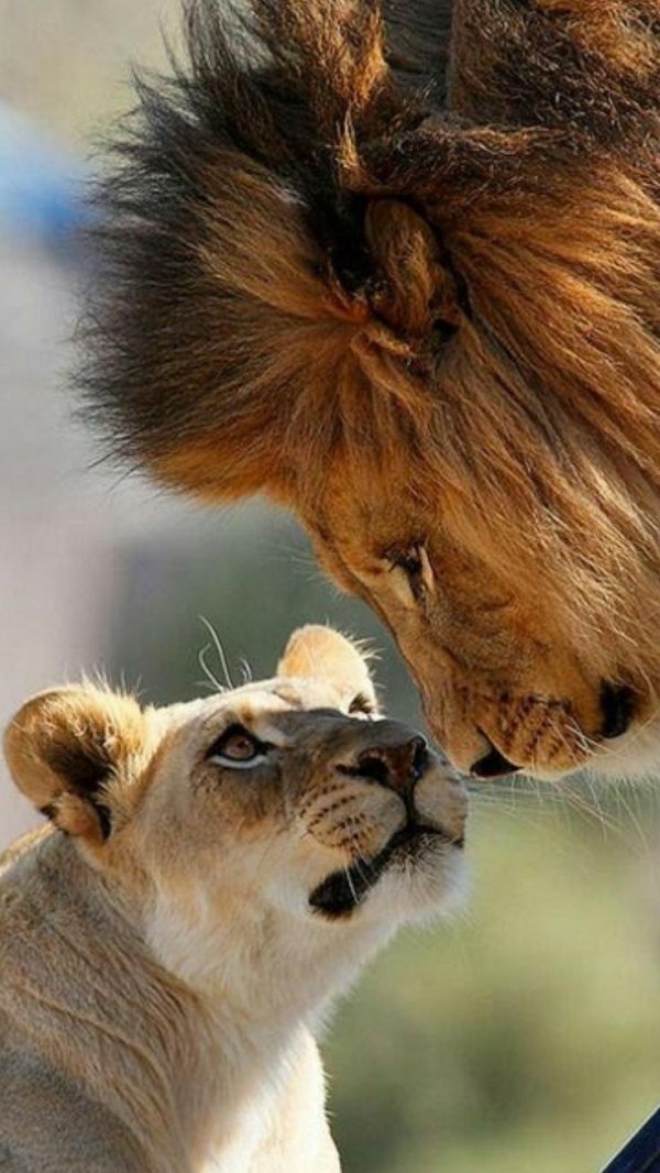 влюбленные львы