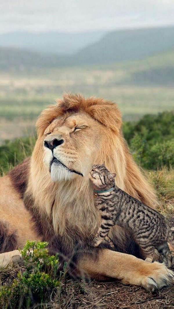 львица с львенком
