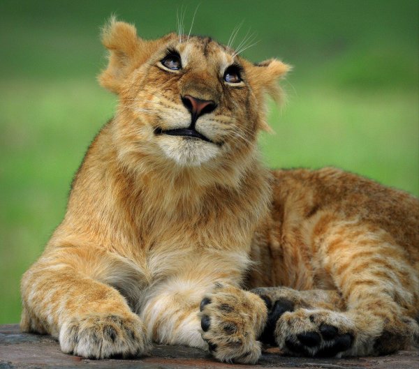 львенок маленький