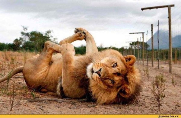 лежащий лев