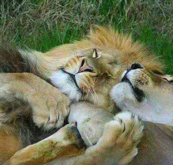 любовь животных