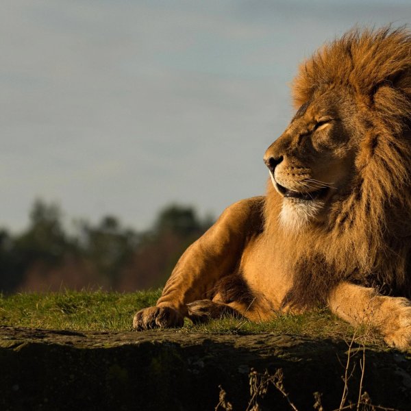 величественный лев