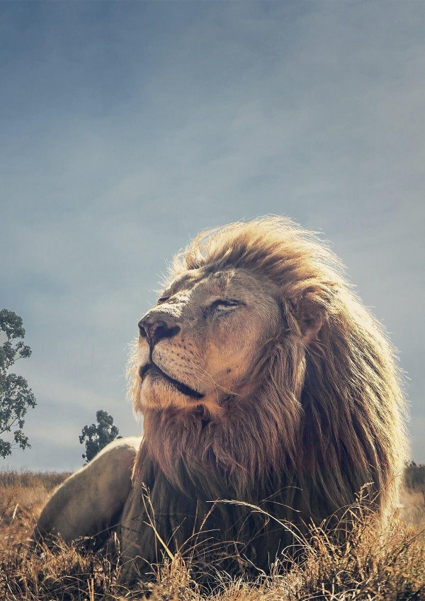 гордые львы