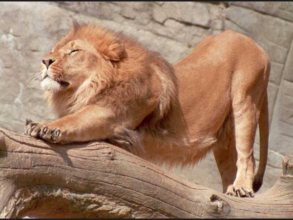 сидящий лев