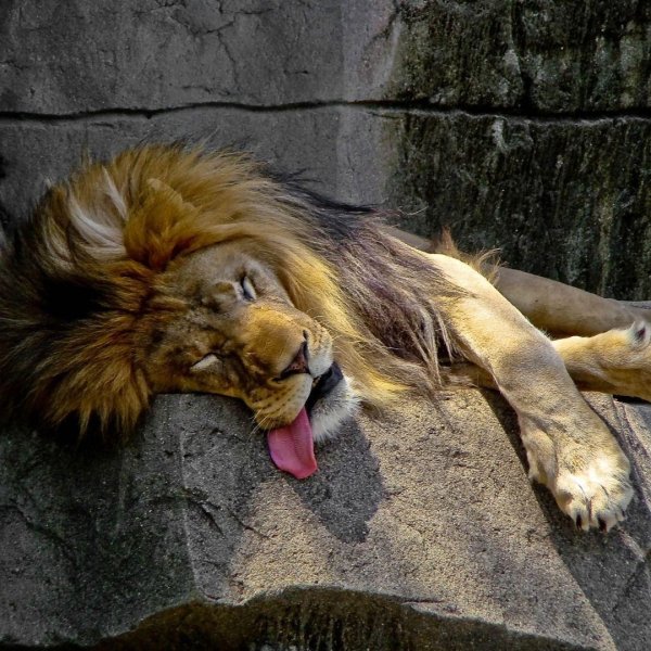 спящие львы