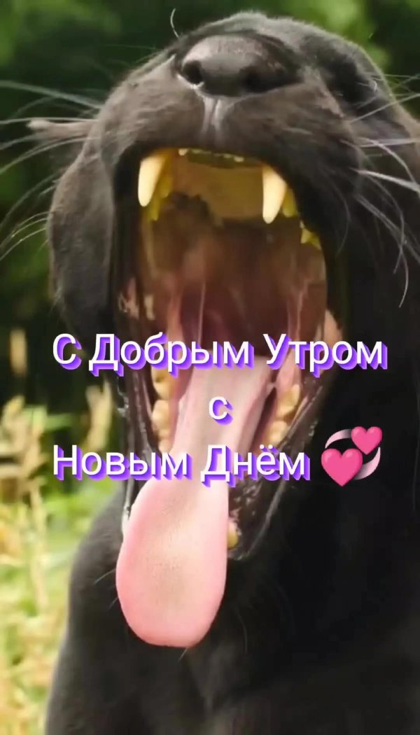 пасть пантеры