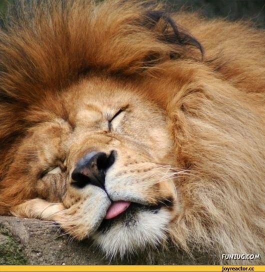 спокойной ночи львенок