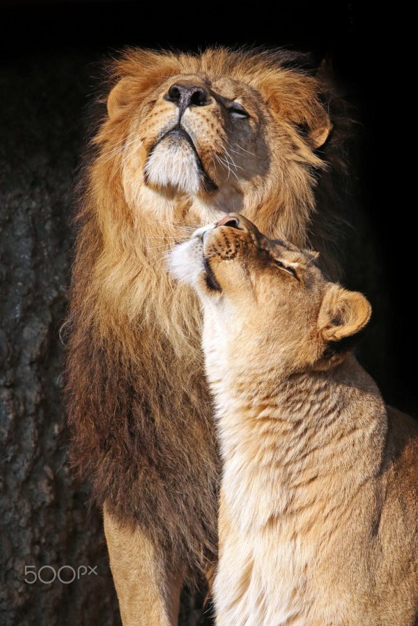 влюбленные львы