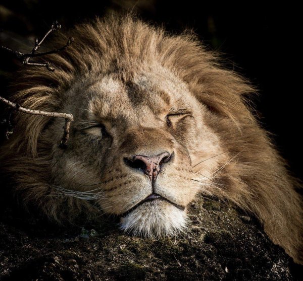 уставший лев