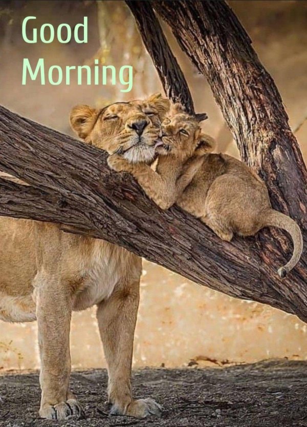 львица с детенышем