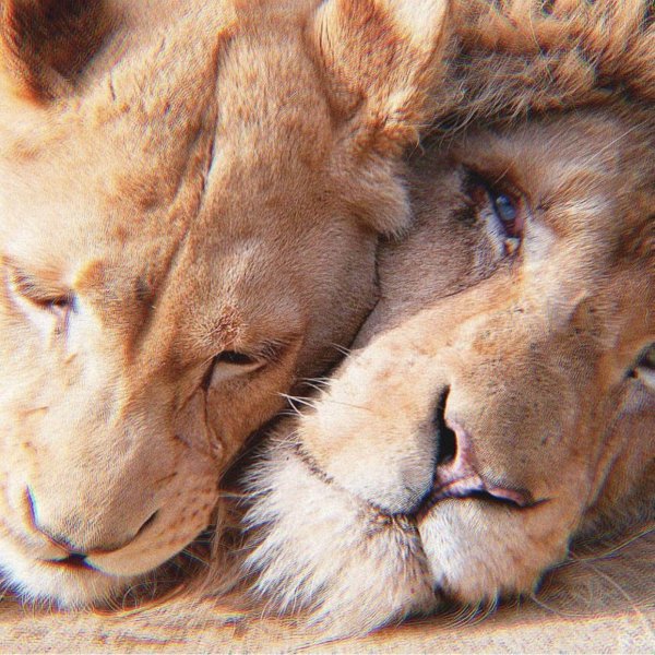 любовь животных