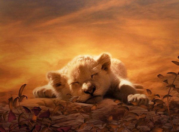 милые львята