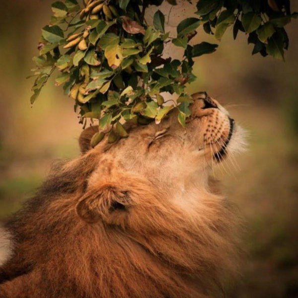 животные на природе