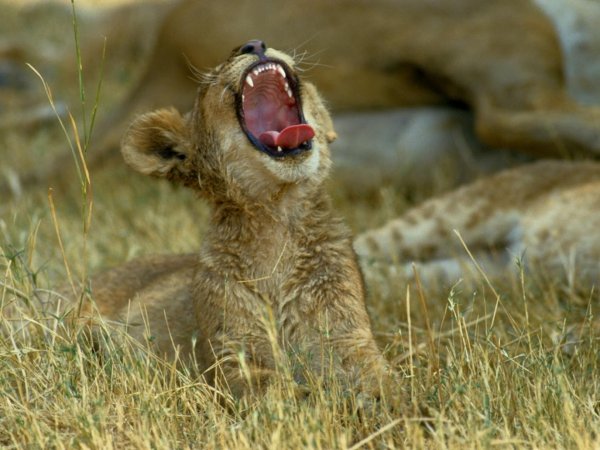 животные просыпаются