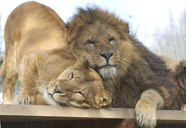 парк львов тайган львицы