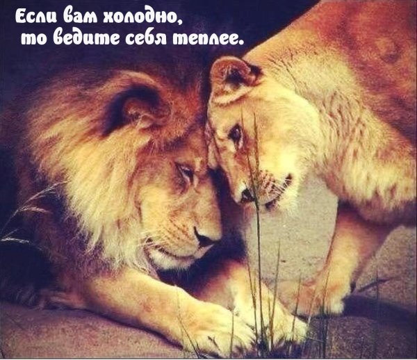 лев и львица