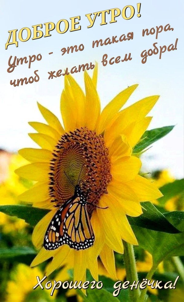 бабочка на подсолнухе