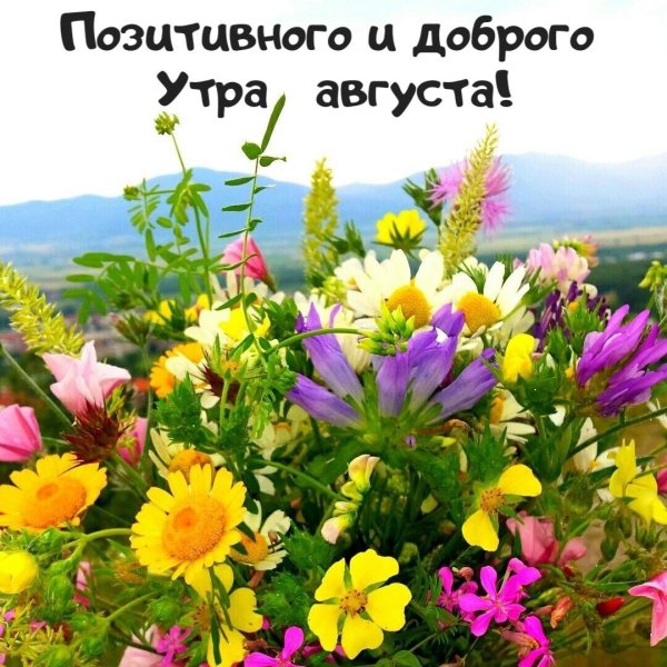 цветы в августе