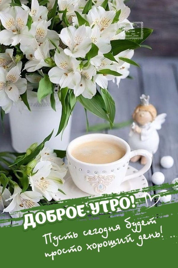 цветы утренние