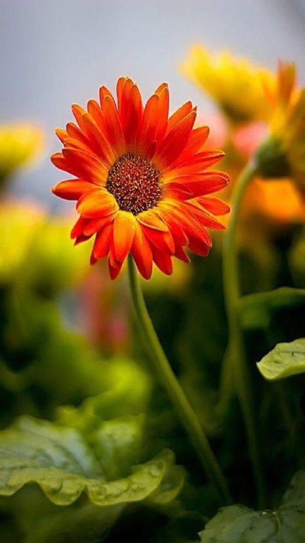 гербера сенсини