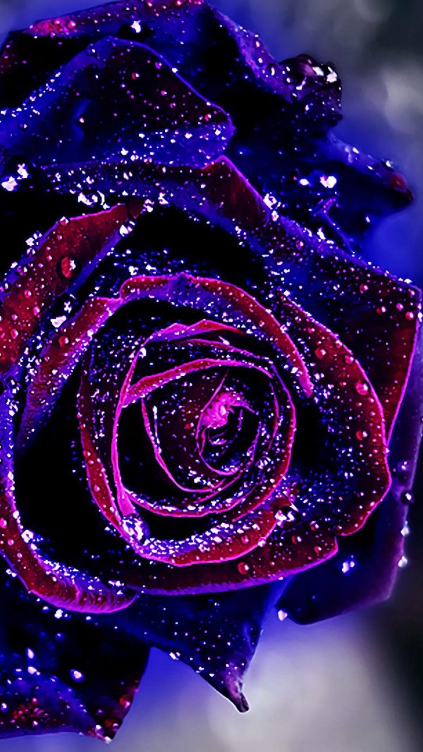 фиолетовая роза