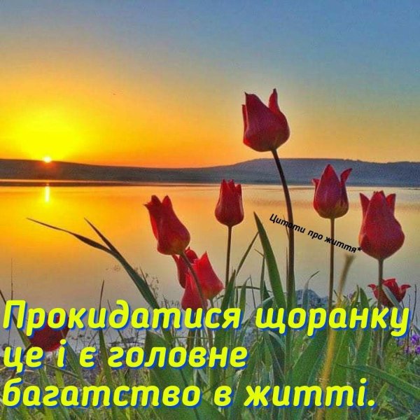 дикие тюльпаны