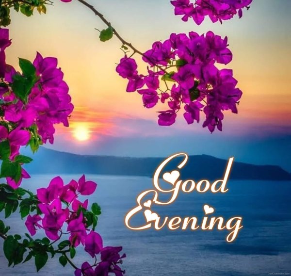 цветы закат