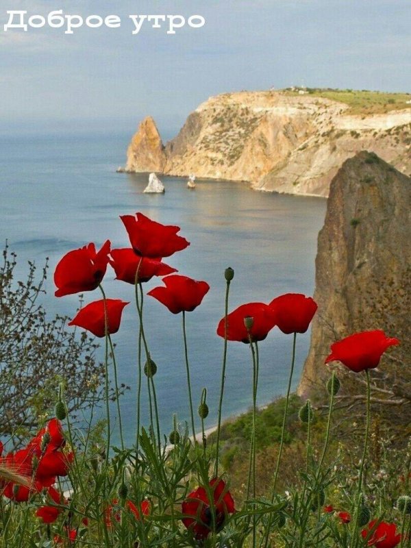 маковые поля мыс фиолент