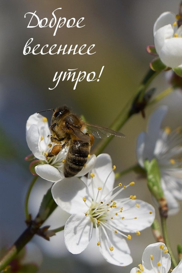 добрейшего весеннего утра