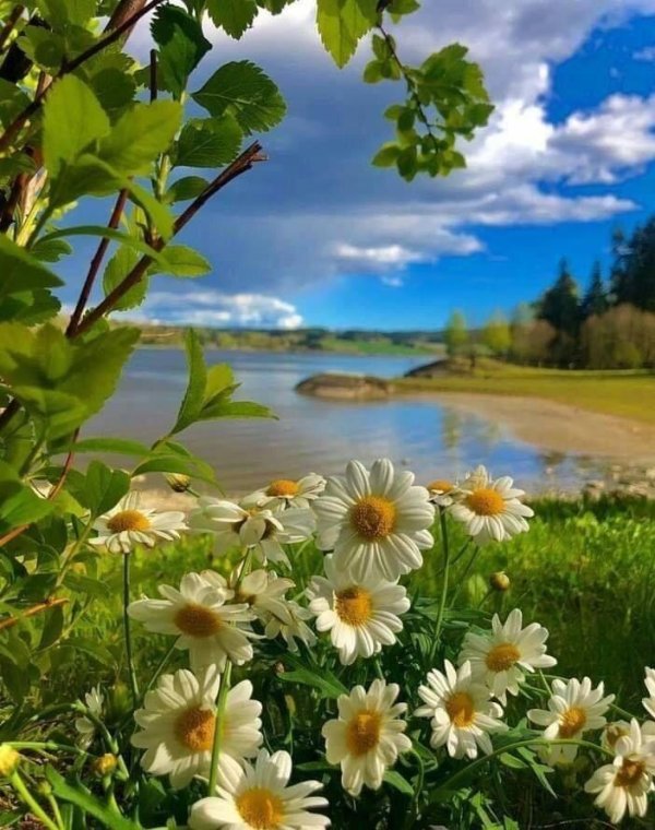 доброго утра природа лето