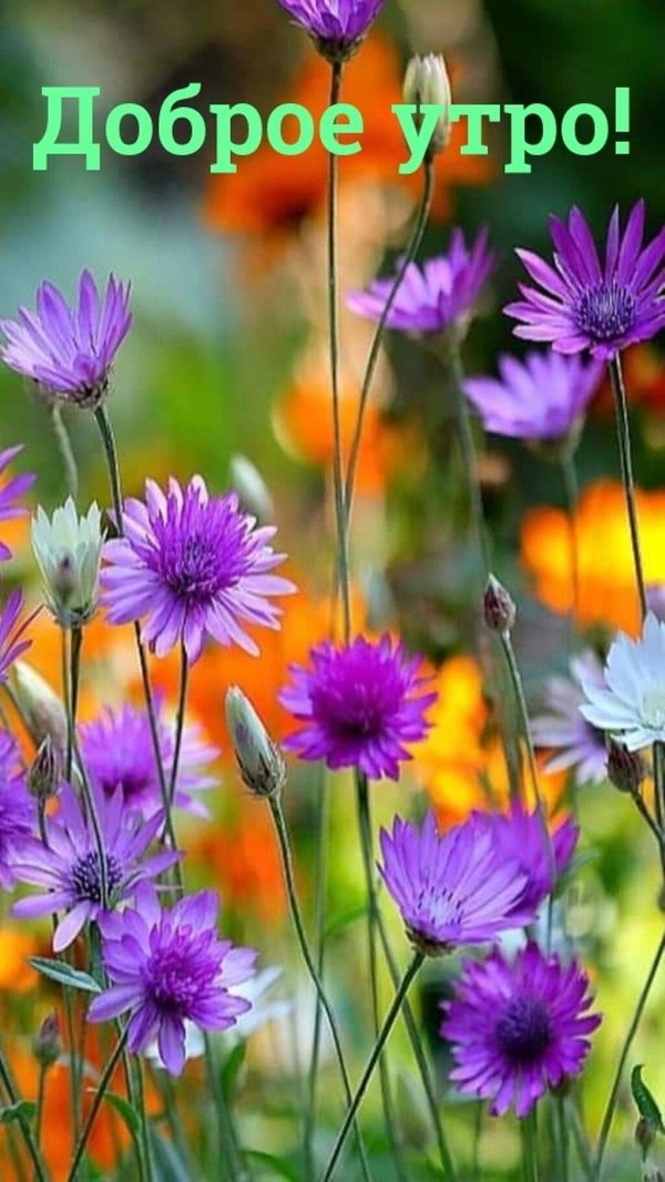 доброго утра августа красивые