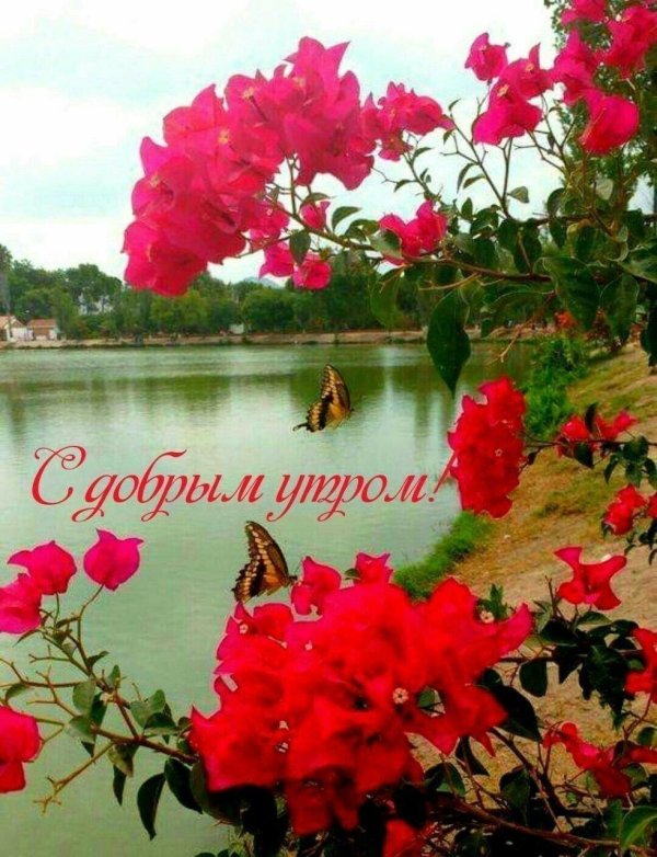 доброе утро с маками