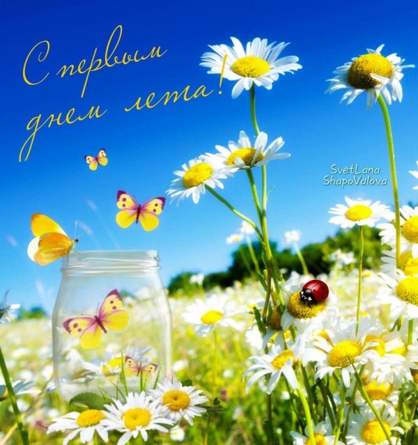 ромашек поле