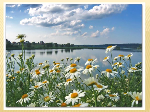ромашки у реки