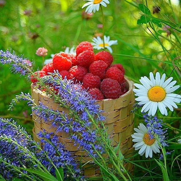 летние ягоды