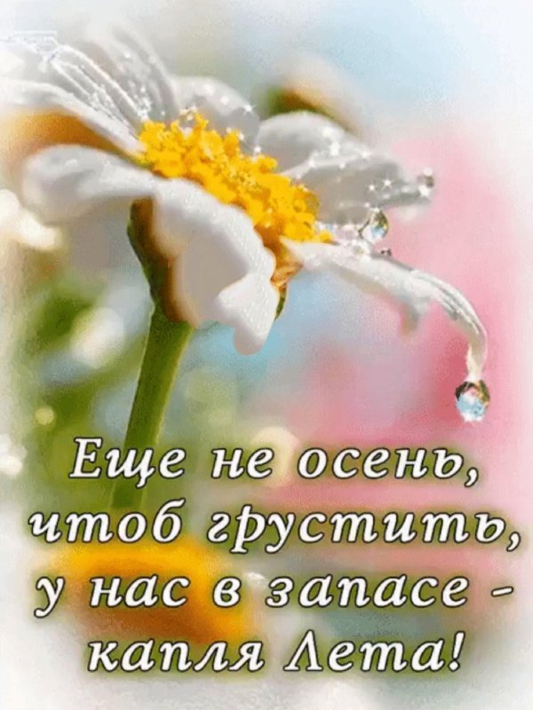 цветок в росе