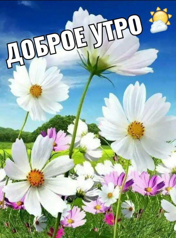 цветок космеи