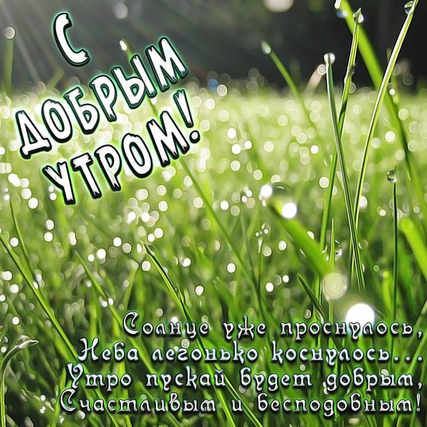 роса на траве