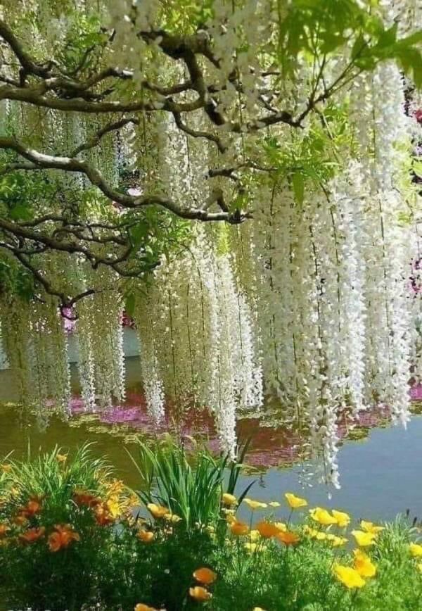 дерево глицинии