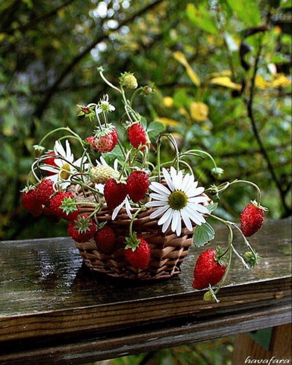 давид земляничник 9 июля