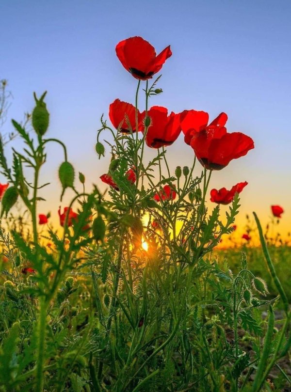 маковое поле