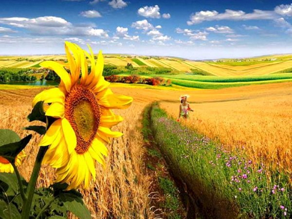 поле подсолнух