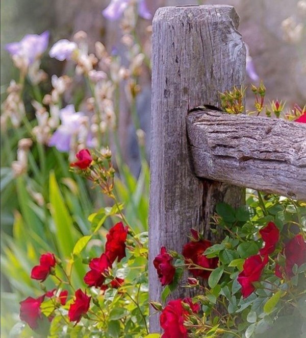 старый забор