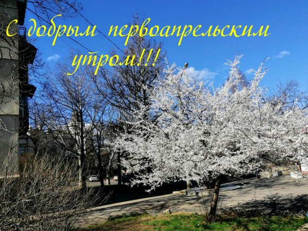 крымская слива цветение