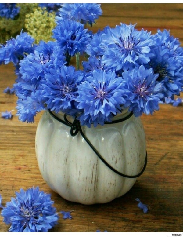 синие васильки