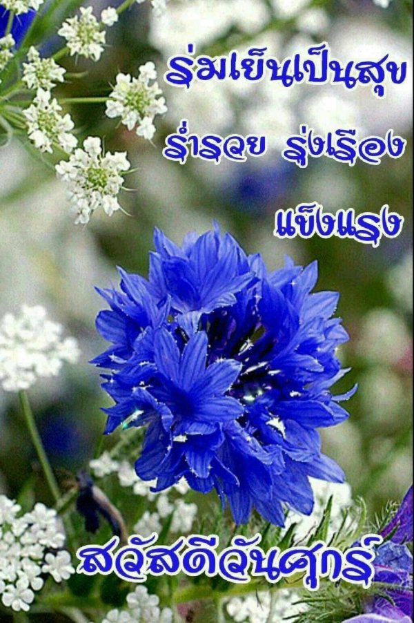 цветок полевой