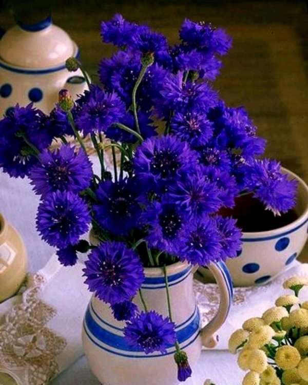 полевые цветы доброе утро